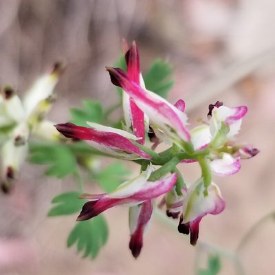 Fumaria capreolata, photographed by James C. Davis