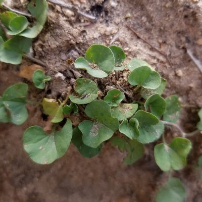 Dichondra occidentalis, photographed by James C. Davis