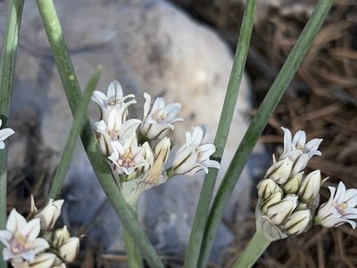 Allium macropetalum