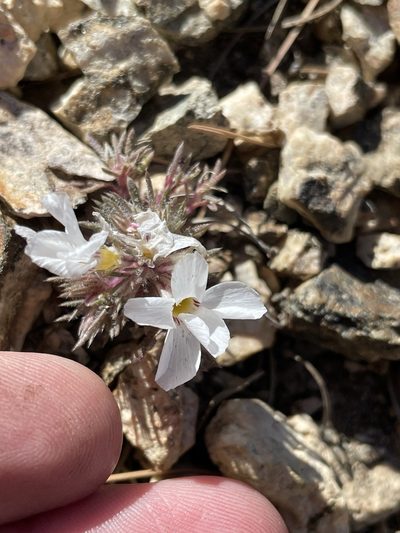 Linanthus concinnus, photographed by Matt Berger