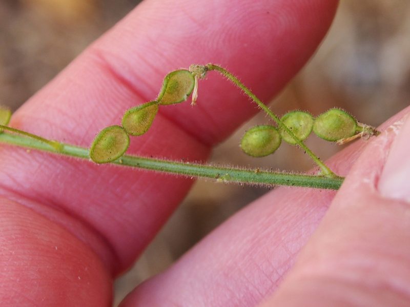 Desmodium axillare, photographed by Lena Struwe