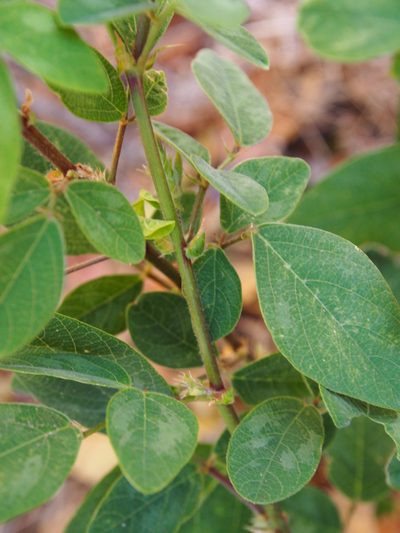 Desmodium axillare, photographed by Lena Struwe
