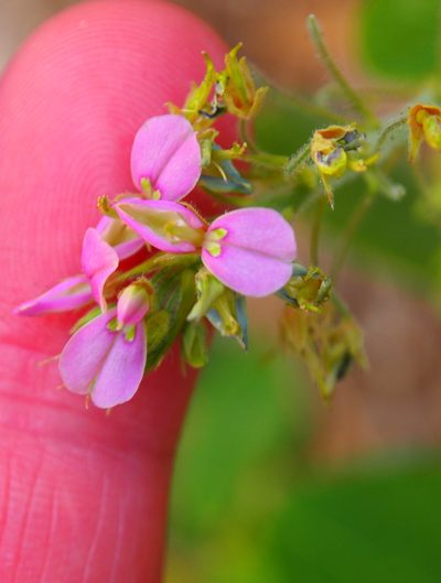 Desmodium axillare, photographed by Lena Struwe