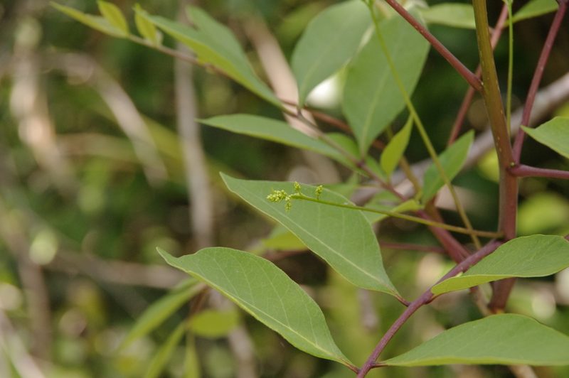 Toxicodendron vernix, photographed by Eric Knight
