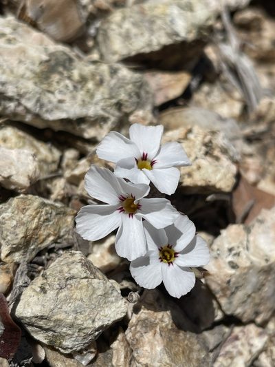 Linanthus concinnus, photographed by Matt Berger