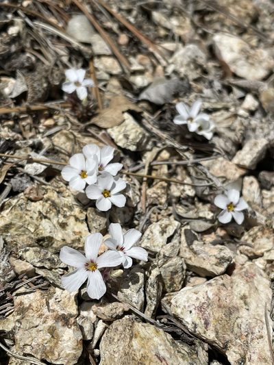 Linanthus concinnus, photographed by Matt Berger