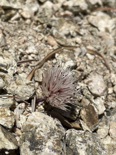 Allium burlewii, photographed by Matt Berger
