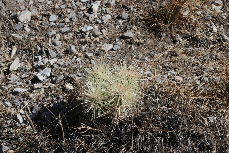 Cylindropuntia tunicata, photographed by Juan Cruzado Cortés