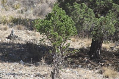 Pinus cembroides, photographed by Juan Cruzado Cortés