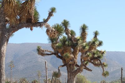 Yucca filifera, photographed by Juan Cruzado Cortés