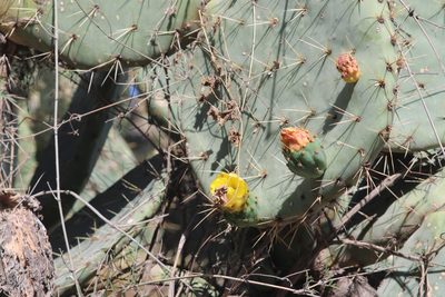 Opuntia robusta, photographed by Juan Cruzado Cortés