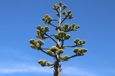Agave salmiana, photographed by Juan Cruzado Cortés