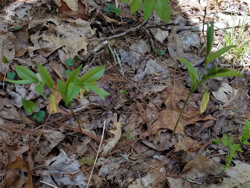 Uvularia puberula, photographed by Leila Dasher