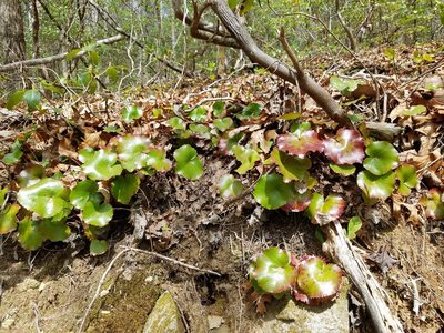 Galax urceolata, photographed by Leila Dasher
