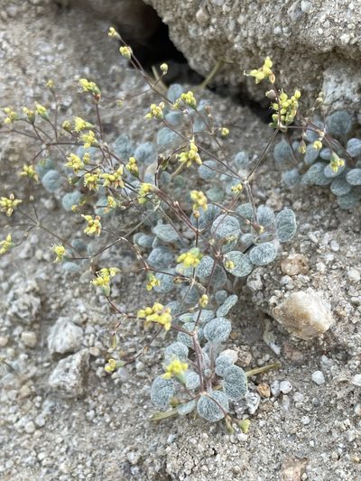 Eriogonum reniforme, photographed by Matt Berger
