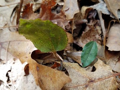 Tipularia discolor, photographed by Leila Dasher