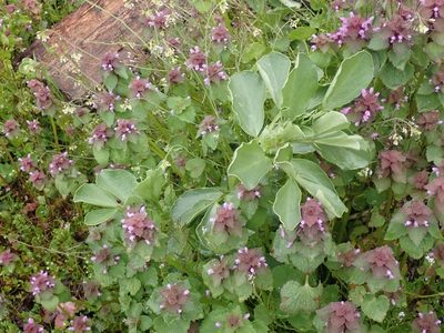 Vicia faba, photographed by giantcicada