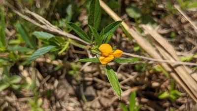 Stylosanthes biflora, photographed by Joseph Aubert