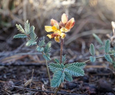 Hoffmannseggia glauca, photographed by Andrew Tree