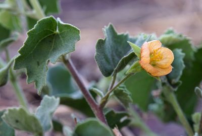 Abutilon parvulum, photographed by Andrew Tree