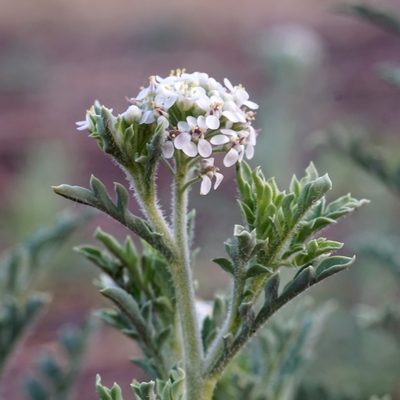 Lepidium thurberi, photographed by Andrew Tree