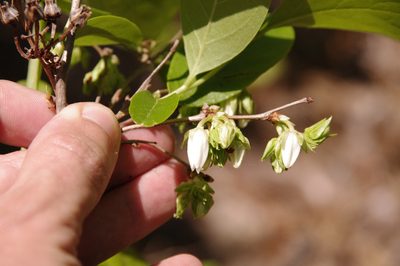 Lyonia mariana, photographed by Eric Knight