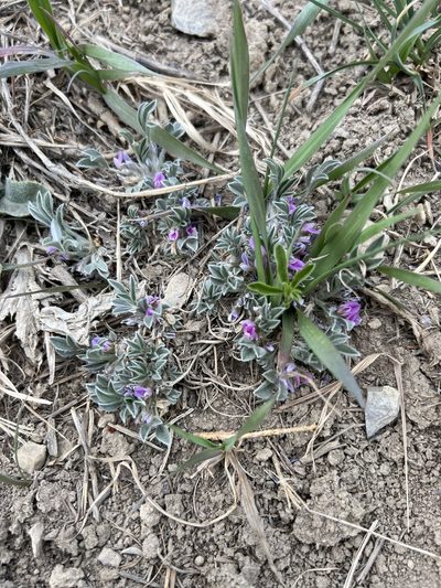 Astragalus tridactylicus, photographed by Jared Shorma