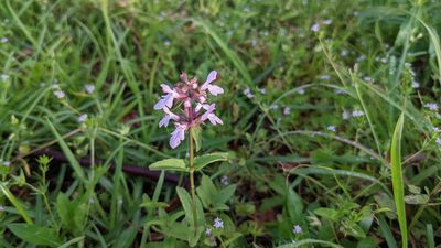 Stachys floridana, photographed by Joseph Aubert