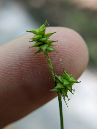Carex atlantica, photographed by Eric Knight