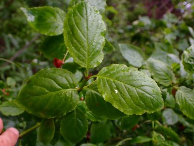 Euonymus occidentalis, photographed by Cricket Raspet