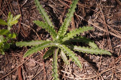 Cirsium repandum, photographed by Eric Knight