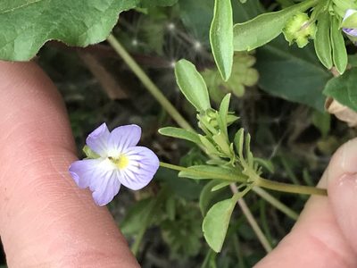 Viola rafinesquei, photographed by Ryan Donnelly