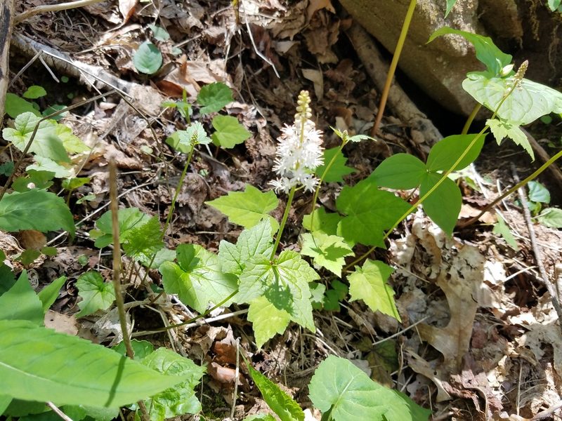 Tiarella nautila, photographed by Leila Dasher