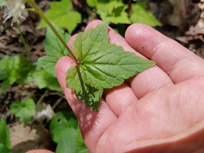 Tiarella nautila, photographed by Leila Dasher