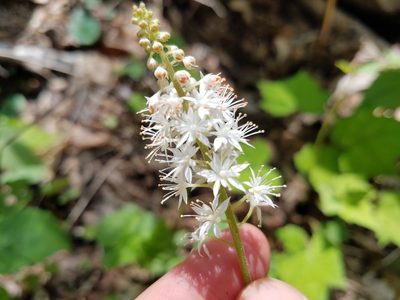 Tiarella nautila, photographed by Leila Dasher