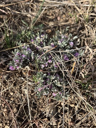 Astragalus tridactylicus, photographed by Jared Shorma