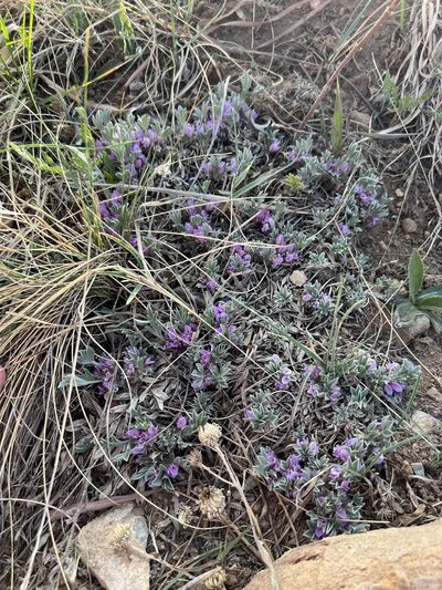 Astragalus tridactylicus, photographed by Jared Shorma