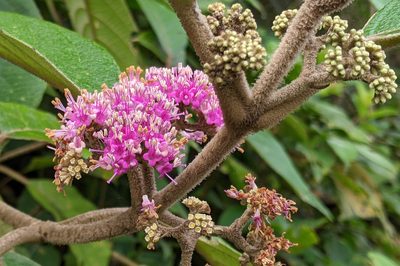 Callicarpa tomentosa, photographed by Kristof Zyskowski