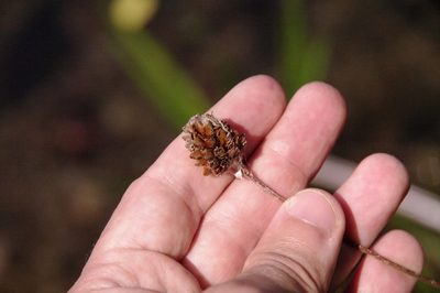 Xyris fimbriata, photographed by Eric Knight
