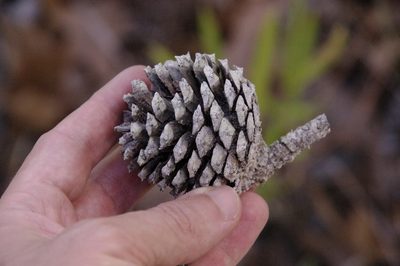 Pinus serotina, photographed by Eric Knight