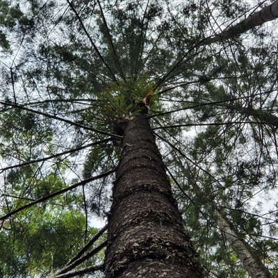 Araucaria cunninghamii, photographed by ronavery