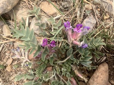 Astragalus shortianus, photographed by Shalana Gray