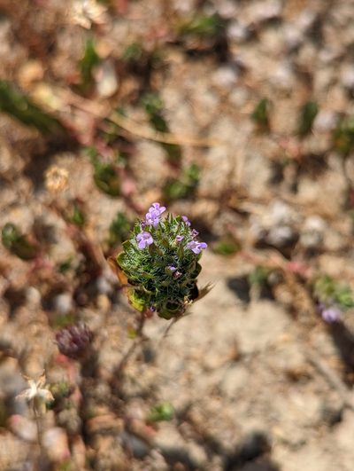 Pogogyne zizyphoroides, photographed by My-Lan Le