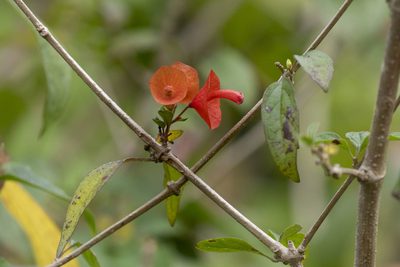 Holmskioldia sanguinea, photographed by Kristof Zyskowski