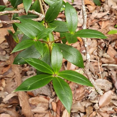 Alyxia ruscifolia, photographed by ronavery