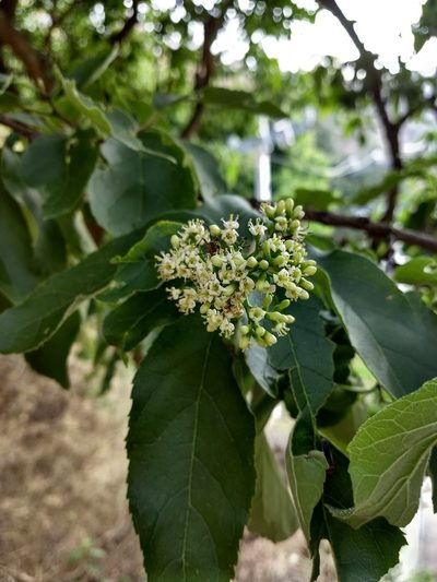 Ehretia latifolia, photographed by Juan Carlos Pérez Magaña