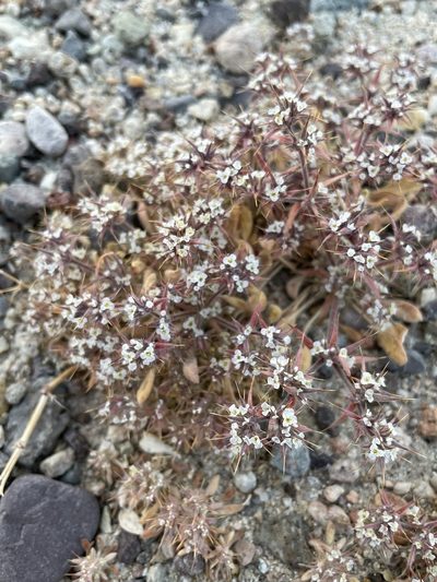 Chorizanthe spinosa, photographed by Matt Berger
