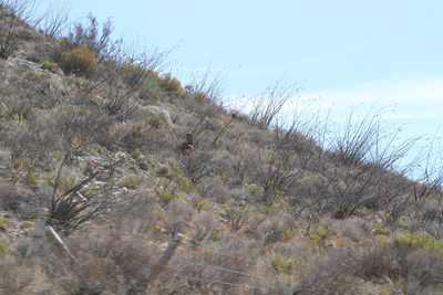 Ferocactus piliferus, photographed by Juan Cruzado Cortés