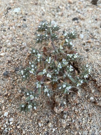 Chorizanthe spinosa, photographed by Matt Berger