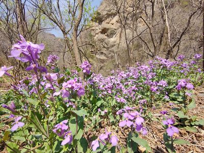 Orychophragmus violaceus, photographed by zhangshen